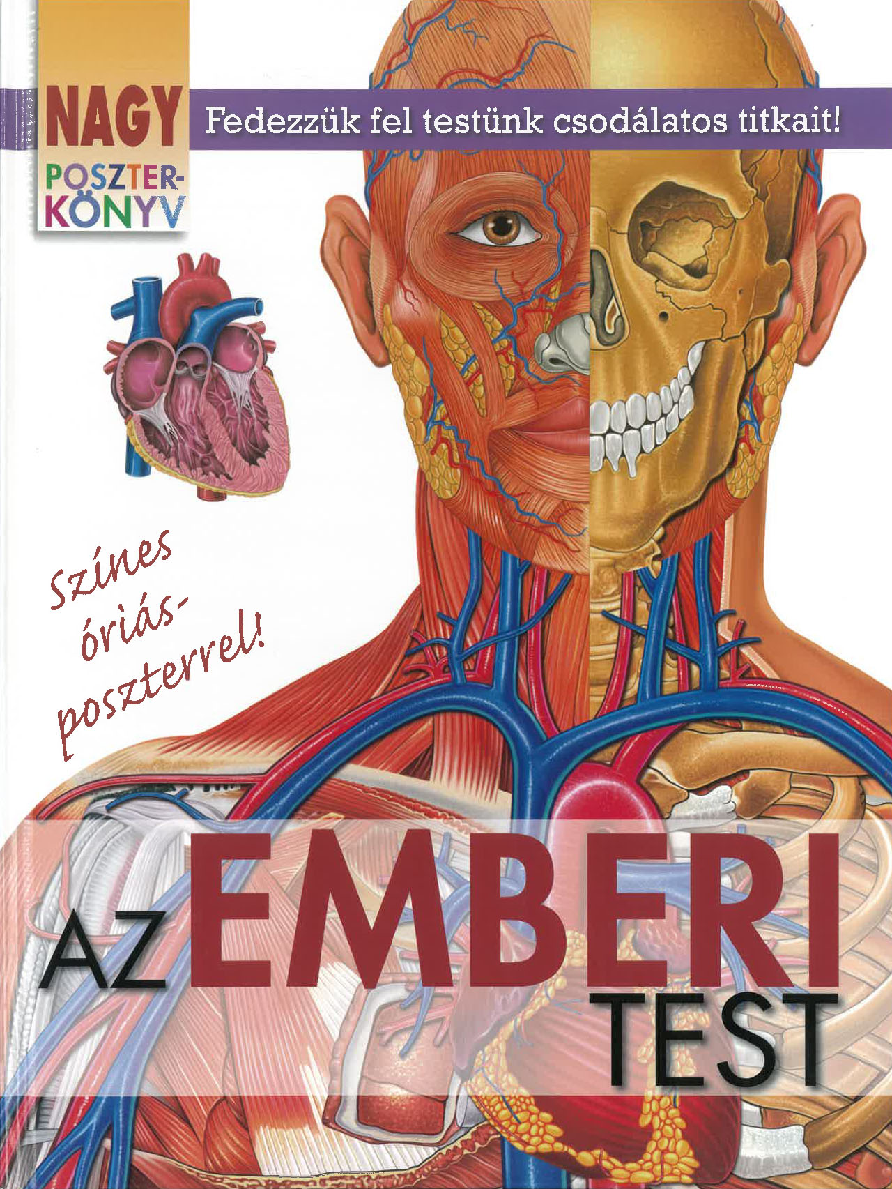 Az emberi test - Nagy poszterkönyv